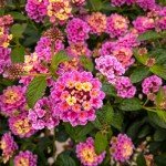 Pack 4 Lantana Plants Live, Lantana Live Plants for Planting Outdoors, 6 to 9 Inch Live Lantana Plants, Lantana Perennial Plants, Well Rooted, Pink Lantana