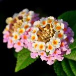2 Lantana Plants Live for Planting Outdoors, 4-9" Tall, Fragrant Lantana Live Plants Ready to Grow, Butterfly Lantana Perennial Flowers Lantana Trees (Pink)