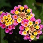 Pack 4 Lantana Plants Live, Lantana Live Plants for Planting Outdoors, 6 to 9 Inch Live Lantana Plants, Lantana Perennial Plants, Well Rooted, Pink Lantana