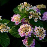 2 Lantana Plants Live for Planting Outdoors, 4-9" Tall, Fragrant Lantana Live Plants Ready to Grow, Butterfly Lantana Perennial Flowers Lantana Trees (Pink)