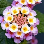 2 Lantana Plants Live for Planting Outdoors, 4-9" Tall, Fragrant Lantana Live Plants Ready to Grow, Butterfly Lantana Perennial Flowers Lantana Trees (Pink)