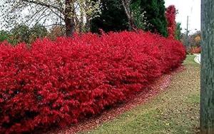 Dwarf Burning Bush - 6-12" Tall Live Plant - Hardy Red Shrub Sapling - Euonymus alatus
