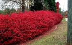 Dwarf Burning Bush - 6-12" Tall Live Plant - Hardy Red Shrub Sapling - Euonymus alatus