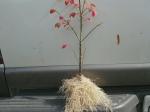 Dwarf Burning Bush - 6-12" Tall Live Plant - Hardy Red Shrub Sapling - Euonymus alatus