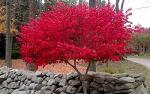 Dwarf Burning Bush - 6-12" Tall Live Plant - Hardy Red Shrub Sapling - Euonymus alatus