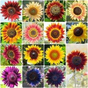 Groundio Sunflower Seeds for Planting, 15+ Varieties, 1 Oz, 300+ Mixed Seeds to Plant Colored Sunflower for Outdoors, Garden, Attracts Pollinators