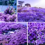 20000+ Creeping Thyme Seeds for Planting -Perennial Ground Cover Plants Flowers Non-GMO Heirloom (Purple)
