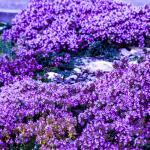 20000+ Creeping Thyme Seeds for Planting -Perennial Ground Cover Plants Flowers Non-GMO Heirloom (Purple)