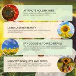 Groundio Sunflower Seeds for Planting, 15+ Varieties, 1 Oz, 300+ Mixed Seeds to Plant Colored Sunflower for Outdoors, Garden, Attracts Pollinators