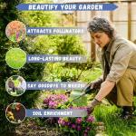 20000+ Creeping Thyme Seeds for Planting -Perennial Ground Cover Plants Flowers Non-GMO Heirloom (Purple)