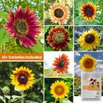 Groundio Sunflower Seeds for Planting, 15+ Varieties, 1 Oz, 300+ Mixed Seeds to Plant Colored Sunflower for Outdoors, Garden, Attracts Pollinators