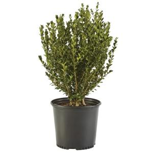 Wintergreen Boxwood Shrub - 2.25 & 3 Gallon