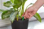 Miracle-Gro Indoor Plant Food Spikes, Includes 48 Spikes - Continuous Feeding for all Flowering and Foliage Houseplants - NPK 6-12-6