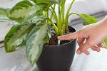 Miracle-Gro Indoor Plant Food Spikes, Includes 48 Spikes - Continuous Feeding for all Flowering and Foliage Houseplants - NPK 6-12-6