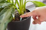 Miracle-Gro Indoor Plant Food Spikes, Includes 48 Spikes - Continuous Feeding for all Flowering and Foliage Houseplants - NPK 6-12-6