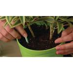 Miracle-Gro Indoor Plant Food Spikes, Includes 48 Spikes - Continuous Feeding for all Flowering and Foliage Houseplants - NPK 6-12-6