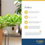 Costa Farms Pothos Live Plants (2-Pack), Easy Care Vining Live Indoor Houseplants, Air Purifier Trailing Plants Potted in Nursery Pots, Potting Soil, Gift for Office and Home Decor, 8-Inches Tall