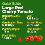 Large Red Cherry Tomato Seeds - 500 Pack
