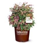 2 Gallon Southern Living Nandina Blush Shrub