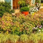 2 Gallon Southern Living Nandina Blush Shrub