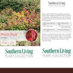 2 Gallon Southern Living Nandina Blush Shrub