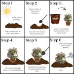 2 Gallon Southern Living Nandina Blush Shrub