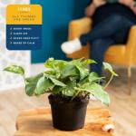 Costa Farms Golden Pothos Live Plant, Easy Care Indoor House Plant in Grower's Pot, Potting Soil, Great for Outdoor Hanging Planter or Basket, Housewarming Gift, Desk Decor, Room Decor, 10-Inches Tall