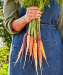Burpee Kaleidoscope Blend Carrot Seeds | 1500 Non-GMO Seeds | Rainbow Carrot Seeds for Planting | Vegetable Seeds for Planting Home Garden | Five Colors: Red, Orange, Purple, White, and Yellow