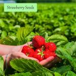 Breoudo 1200+ Mix Fruit Seeds, Berry Seeds - 6 Variety Non-GMO Heirloom Organic, Include Strawberry Seeds, Raspberry Seeds, Mulberry Seeds, Cranberry Seeds, Cherry Seeds, Blueberry Seeds