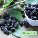 Breoudo 1200+ Mix Fruit Seeds, Berry Seeds - 6 Variety Non-GMO Heirloom Organic, Include Strawberry Seeds, Raspberry Seeds, Mulberry Seeds, Cranberry Seeds, Cherry Seeds, Blueberry Seeds