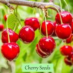Breoudo 1200+ Mix Fruit Seeds, Berry Seeds - 6 Variety Non-GMO Heirloom Organic, Include Strawberry Seeds, Raspberry Seeds, Mulberry Seeds, Cranberry Seeds, Cherry Seeds, Blueberry Seeds