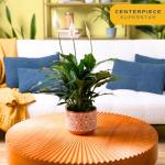 Costa Farms Spathiphyllum Peace Lily Live Indoor Plant in in Premium Scheurich Ceramic Planter, 15-Inch