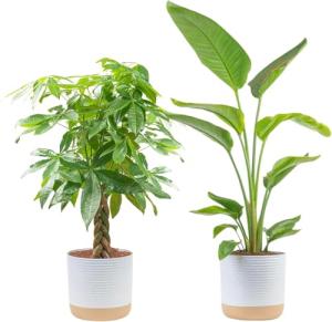Money Tree & Bird of Paradise Plant Duo