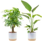 Money Tree & Bird of Paradise Plant Duo