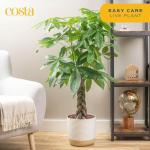 Money Tree & Bird of Paradise Plant Duo