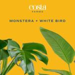 Money Tree & Bird of Paradise Plant Duo