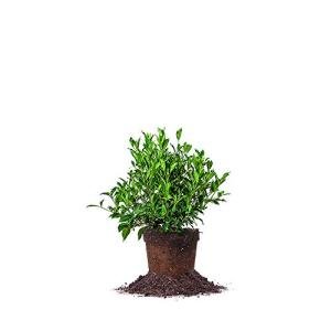 Perfect Plants August Beauty Gardenia Live Plant, 1 Gallon Pot