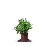 Perfect Plants August Beauty Gardenia Live Plant, 1 Gallon Pot