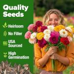 HOME GROWN 𝗨𝗦𝗔 𝗣𝗥𝗘𝗠𝗜𝗨𝗠 Zinnia Dahlia Seeds Pack for 2026 – 524 𝗡𝗢𝗡-𝗚𝗠𝗢 Flower Seeds | Vibrant Zinnia Elegans for Pollinator Gardens, Borders & Containers | Easy-to-Grow Outdoor Blooms