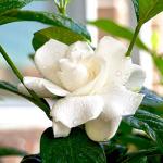 Perfect Plants August Beauty Gardenia Live Plant, 1 Gallon Pot