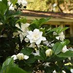 Perfect Plants August Beauty Gardenia Live Plant, 1 Gallon Pot