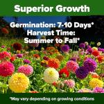 HOME GROWN 𝗨𝗦𝗔 𝗣𝗥𝗘𝗠𝗜𝗨𝗠 Zinnia Dahlia Seeds Pack for 2026 – 524 𝗡𝗢𝗡-𝗚𝗠𝗢 Flower Seeds | Vibrant Zinnia Elegans for Pollinator Gardens, Borders & Containers | Easy-to-Grow Outdoor Blooms