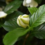 Perfect Plants August Beauty Gardenia Live Plant, 1 Gallon Pot