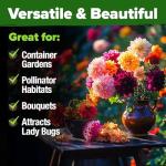 HOME GROWN 𝗨𝗦𝗔 𝗣𝗥𝗘𝗠𝗜𝗨𝗠 Zinnia Dahlia Seeds Pack for 2026 – 524 𝗡𝗢𝗡-𝗚𝗠𝗢 Flower Seeds | Vibrant Zinnia Elegans for Pollinator Gardens, Borders & Containers | Easy-to-Grow Outdoor Blooms