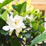 Perfect Plants August Beauty Gardenia Live Plant, 1 Gallon Pot