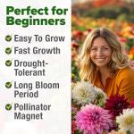 HOME GROWN 𝗨𝗦𝗔 𝗣𝗥𝗘𝗠𝗜𝗨𝗠 Zinnia Dahlia Seeds Pack for 2026 – 524 𝗡𝗢𝗡-𝗚𝗠𝗢 Flower Seeds | Vibrant Zinnia Elegans for Pollinator Gardens, Borders & Containers | Easy-to-Grow Outdoor Blooms