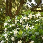 Perfect Plants August Beauty Gardenia Live Plant, 1 Gallon Pot