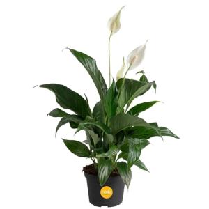 Costa Farms Peace Lily, Live Indoor Plant with Flowers, Air Purifying Houseplant in Nursery Planter Pot, Potting Soil, Thinking of You Gift, Plants Room Decor, 1 Foot Tall