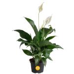 Costa Farms Peace Lily, Live Indoor Plant with Flowers, Air Purifying Houseplant in Nursery Planter Pot, Potting Soil, Thinking of You Gift, Plants Room Decor, 1 Foot Tall