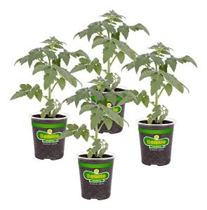 Bonnie Plants Big Boy Tomato Live Vegetable Plants - 4 Pack, 6 - 10 Ft. Plants, 16 - 32 Oz. Tomato Size